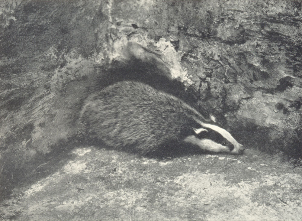 ANIMALS. A badger 1912 old antique vintage print picture